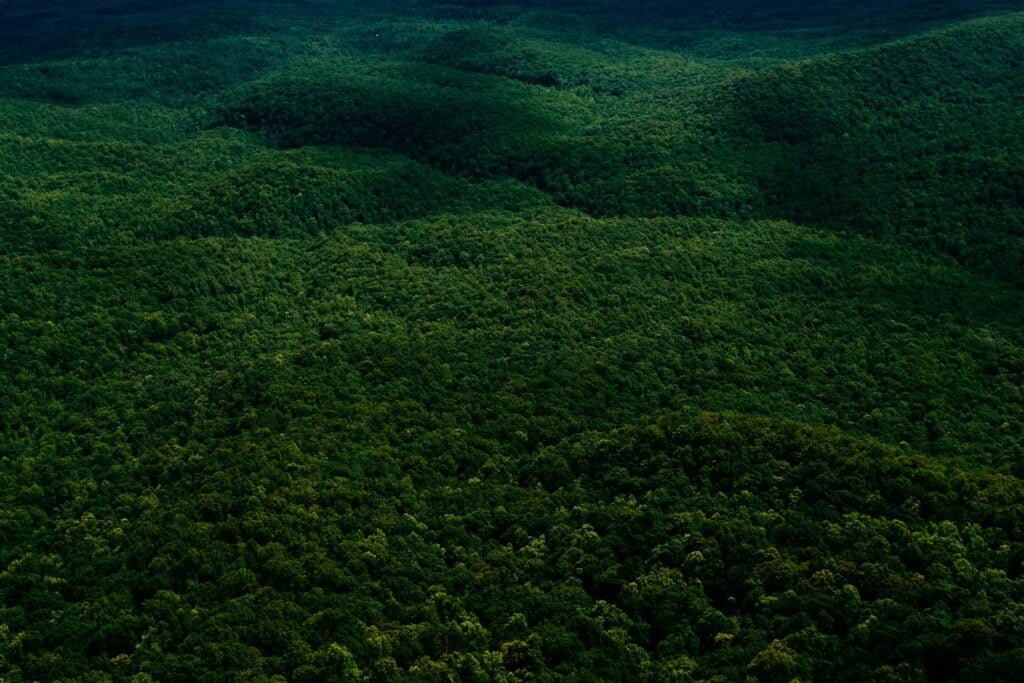 green forest