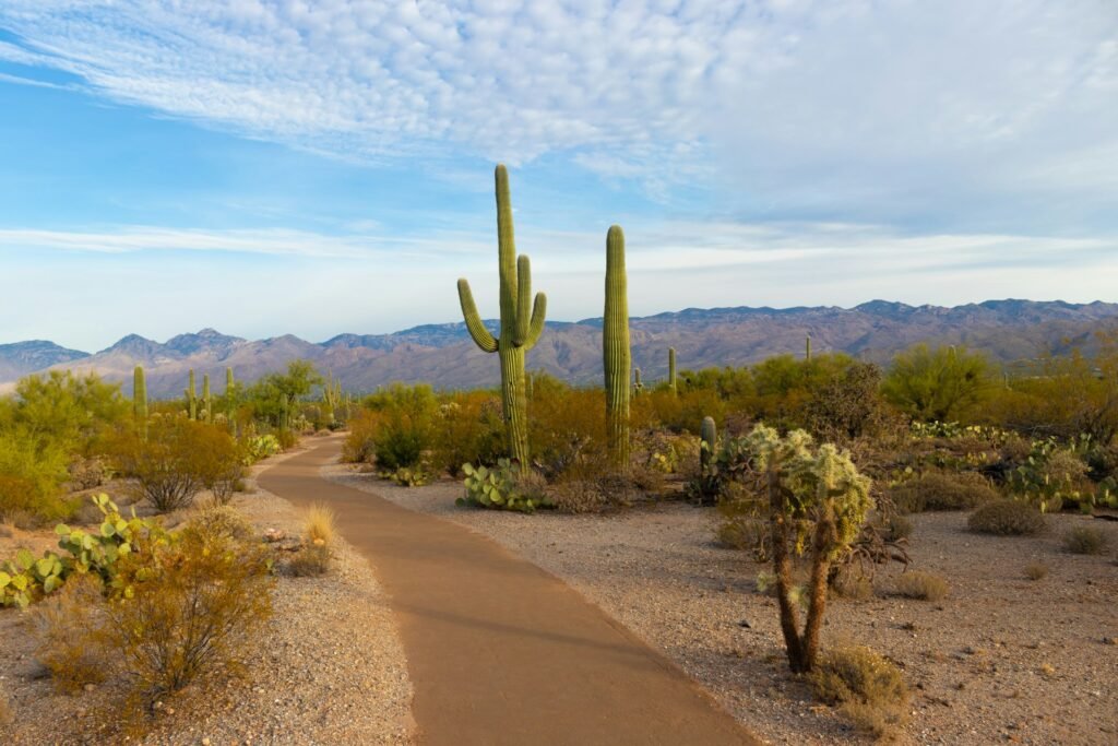 road in deserts