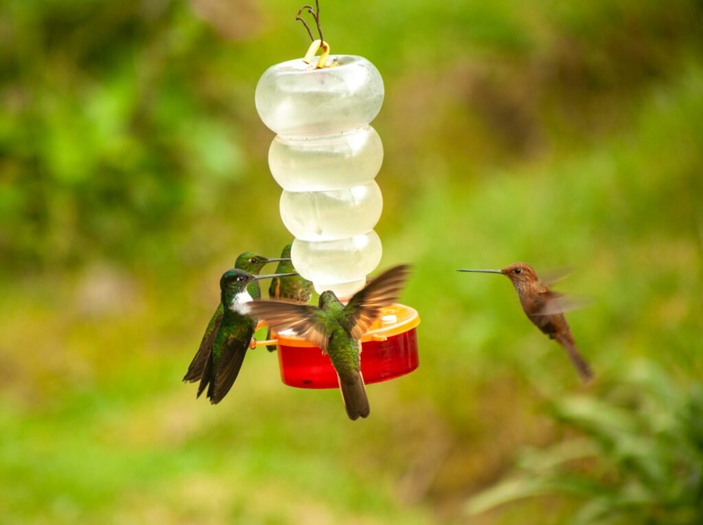 birds with drinking water