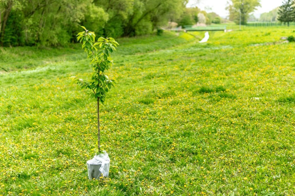 tree saplings image