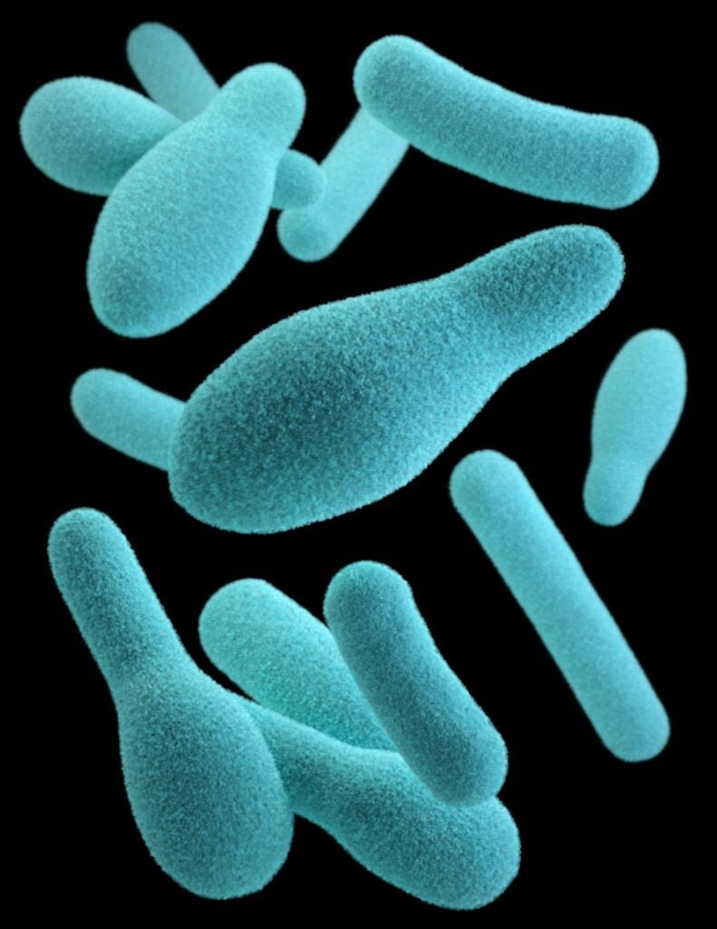 picture of some germs