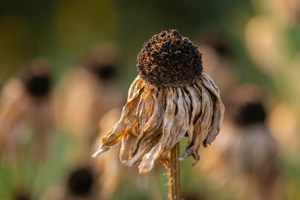 dried flowers